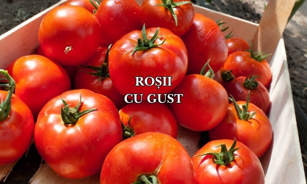 rosii cu gust rosii cu gust
