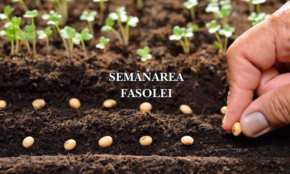 semanarea fasolei semanarea fasolei