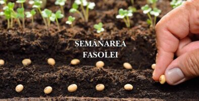 semanarea fasolei