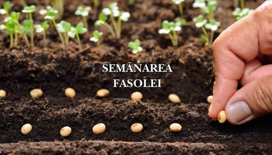 semanarea fasolei