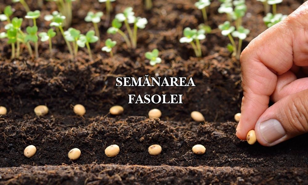 semanarea fasolei