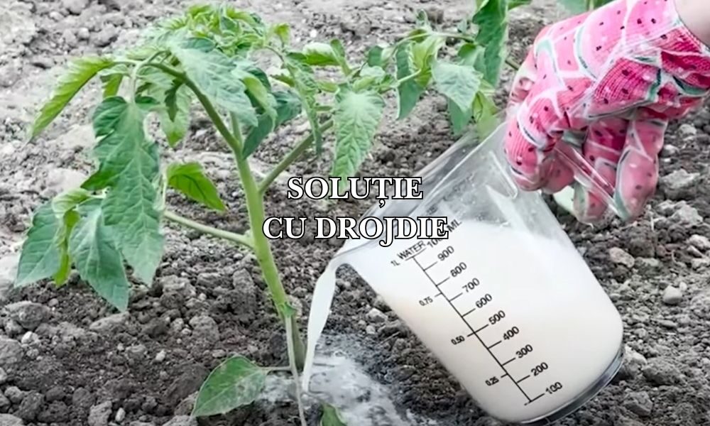 solutie cu drojdie pentru rosii si castraveti solutie cu drojdie pentru rosii si castraveti