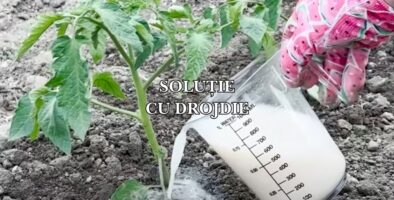 solutie cu drojdie pentru rosii si castraveti