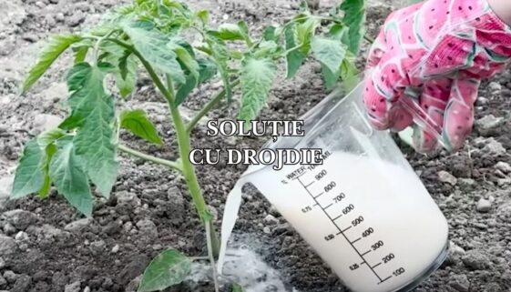 solutie cu drojdie pentru rosii si castraveti