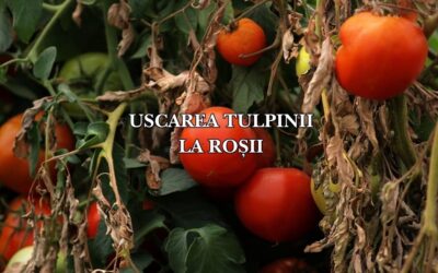 De ce se usucă tulpina la roșii: Cauze și soluții pentru o plantă viguroasă