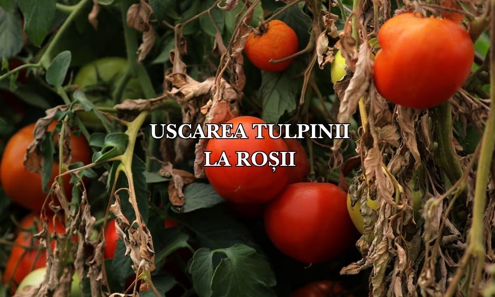 De ce se usucă tulpina la roșii: Cauze și soluții pentru o plantă viguroasă