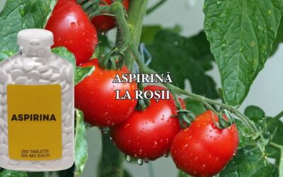 De ce se pune aspirină la roșii: Un remediu la îndemână pentru sănătatea plantelor