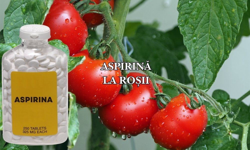 De ce se pune aspirină la roșii: Un remediu la îndemână pentru sănătatea plantelor