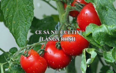Plante pe care nu ar trebui să le cultivi niciodată împreună cu roșiile: ghid pentru o grădină armonioasă