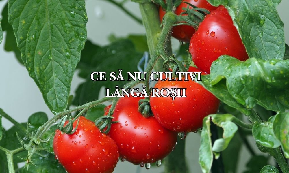 ce să nu cultivi lângă roșii