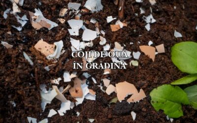 Cum folosești cojile de ouă în grădină: Tratament natural în grădina ta