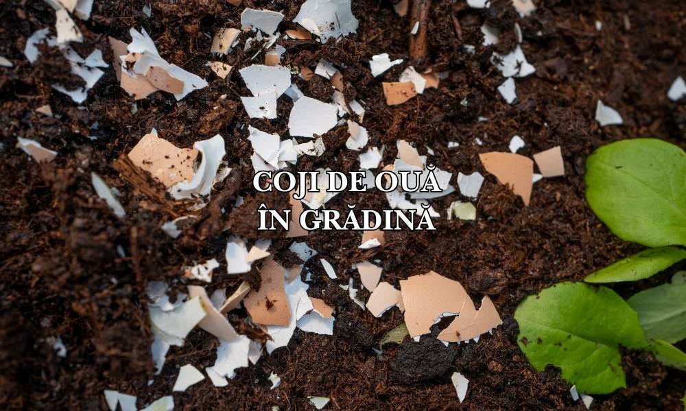 Cum folosești cojile de ouă în grădină: Tratament natural în grădina ta