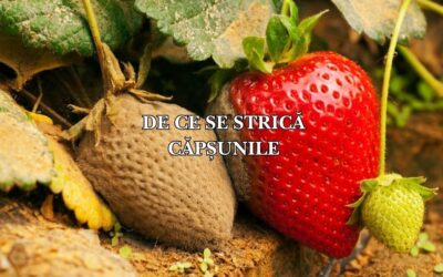 De ce se strică căpșunile pe plantă: Cauze și soluții pentru o recoltă impecabilă