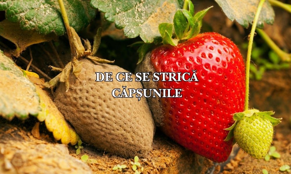 De ce se strică căpșunile pe plantă: Cauze și soluții pentru o recoltă impecabilă