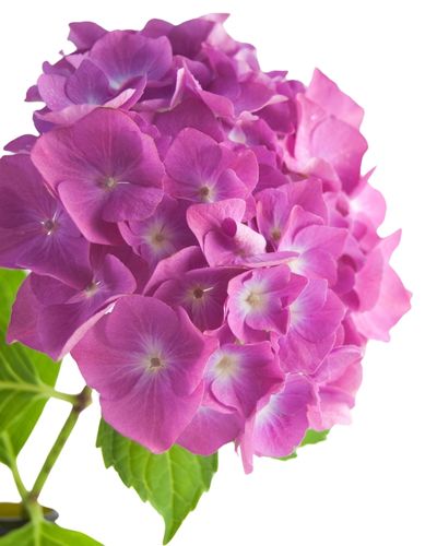hortensie