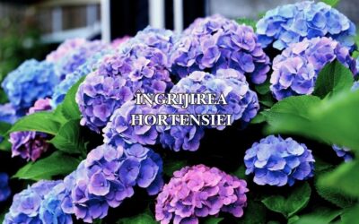 Ghid complet: cum se plantează și se îngrijește hortensia pentru flori spectaculoase