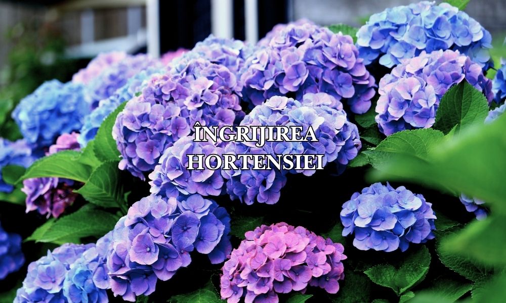 Ghid complet: cum se plantează și se îngrijește hortensia pentru flori spectaculoase