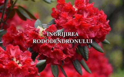 Ghid complet: cum se plantează și se îngrijește rododendronul pentru flori magnifice