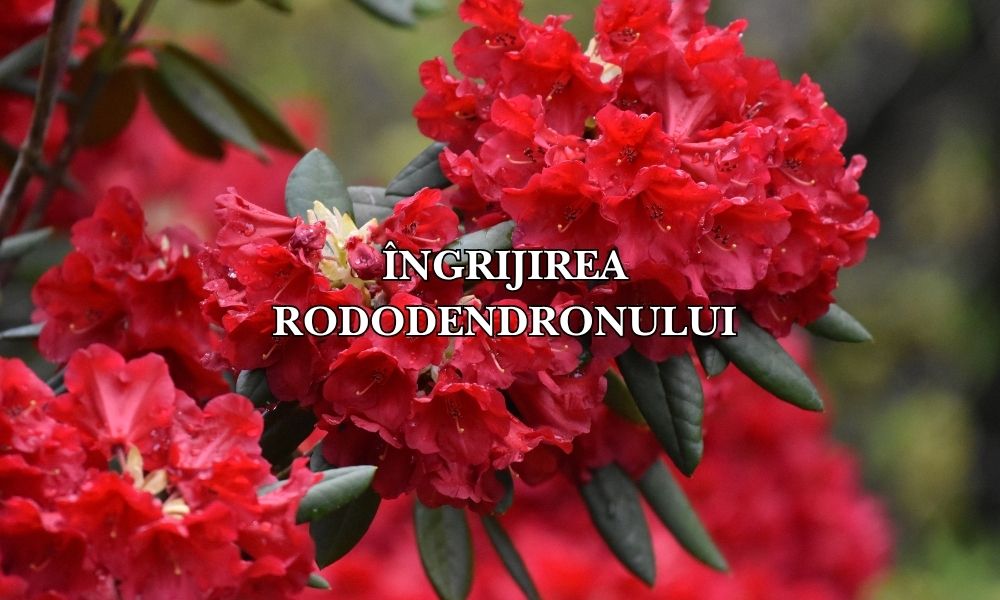 Ghid complet: cum se plantează și se îngrijește rododendronul pentru flori magnifice