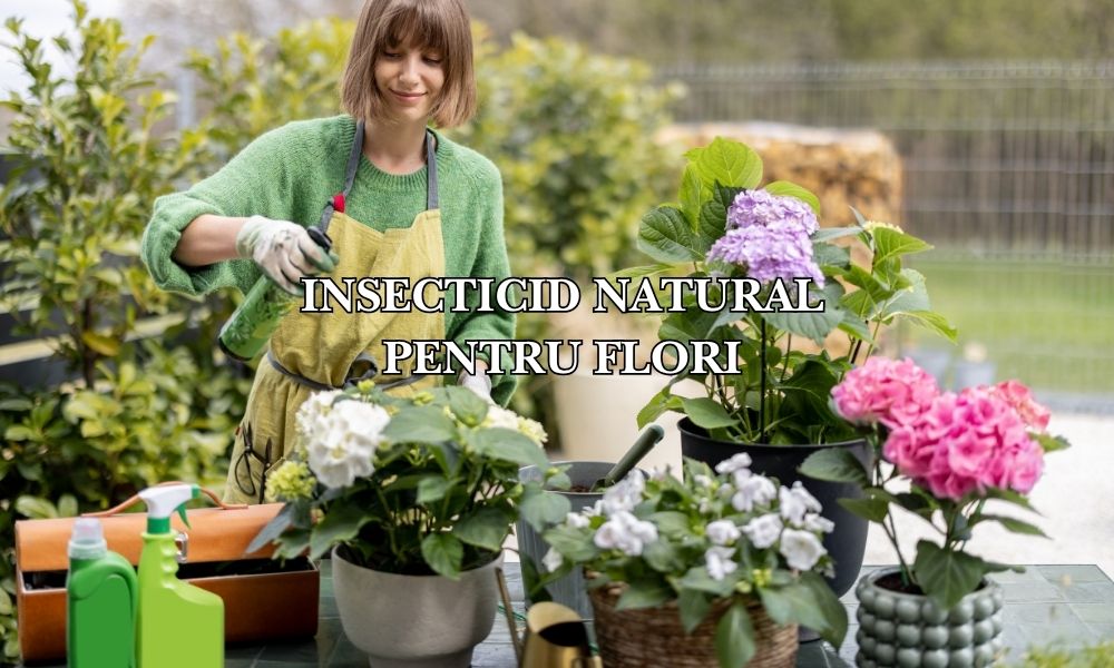 Insecticid natural pentru flori: Protejarea frumuseții grădinii tale cu soluții ecologice