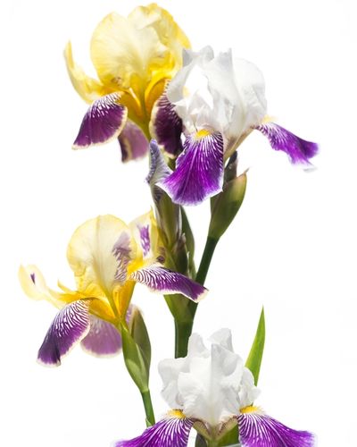 iris