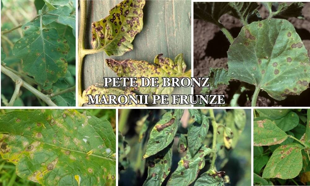 Pete de bronz maronii pe frunze: ce sunt și cum le combați pentru plante sănătoase