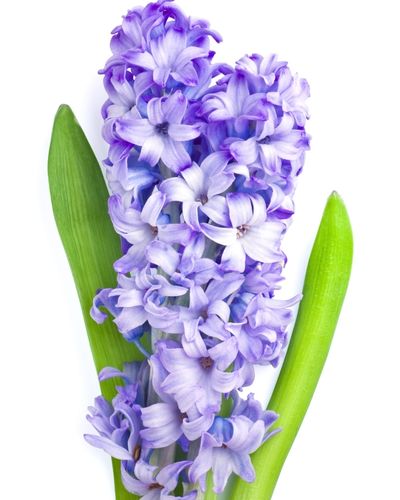 zambilă