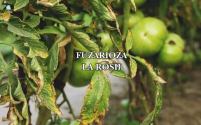 Fuzarioza la roșii: cum să o recunoaștem, tratăm și prevenim
