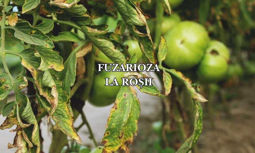 Fuzarioza la roșii: cum să o recunoaștem, tratăm și prevenim
