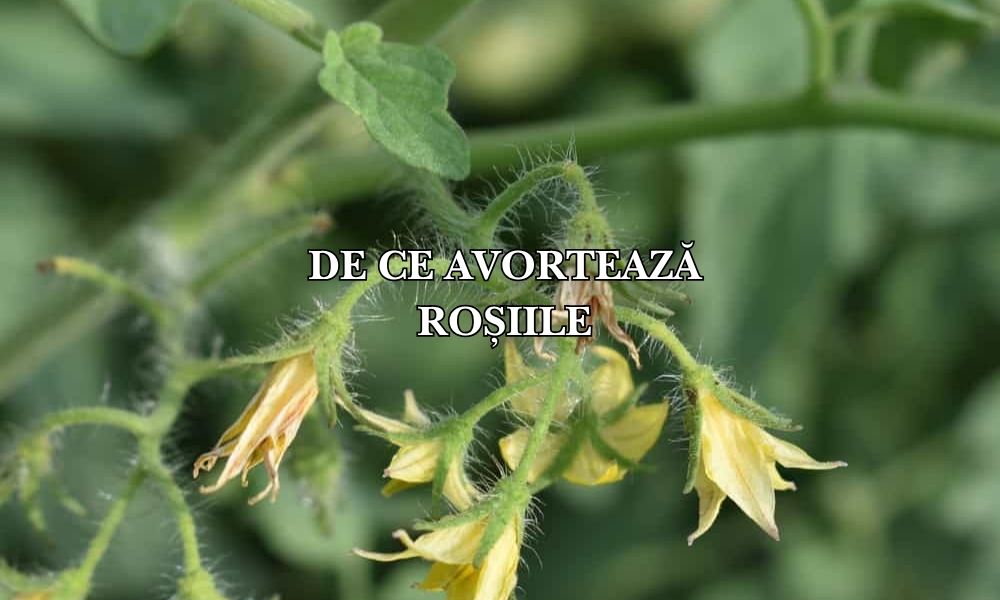 De ce avortează roșiile: înfloresc dar nu fructifică. 4 motive și soluții