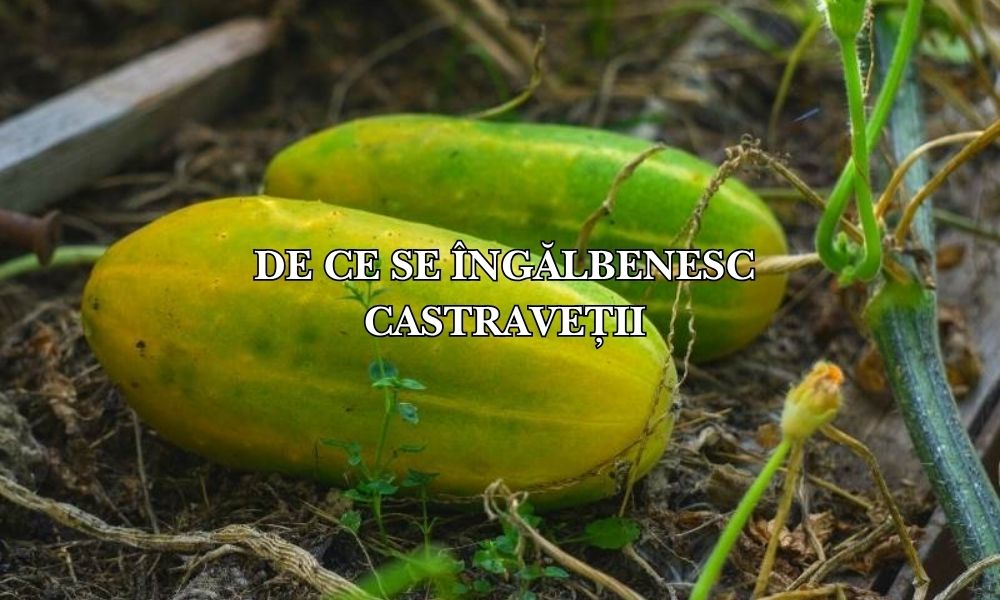 De ce se îngălbenesc castraveții? 7 cauze surprinzătoare și soluții testate!