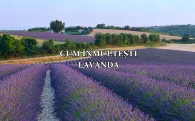Cum înmulțești lavanda: Ghid complet pentru o grădină parfumată și extinsă