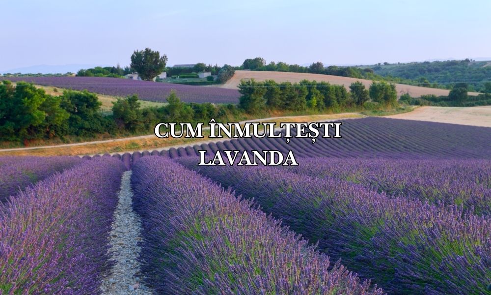 Cum înmulțești lavanda: Ghid complet pentru o grădină parfumată și extinsă