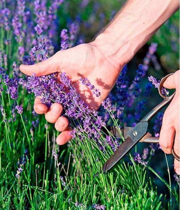 cum se taie lavanda
