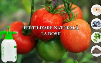 Fertilizare naturală la roșii: Drojdie, cenușă, găinaț, urzici – Ghid complet pentru o recoltă bio