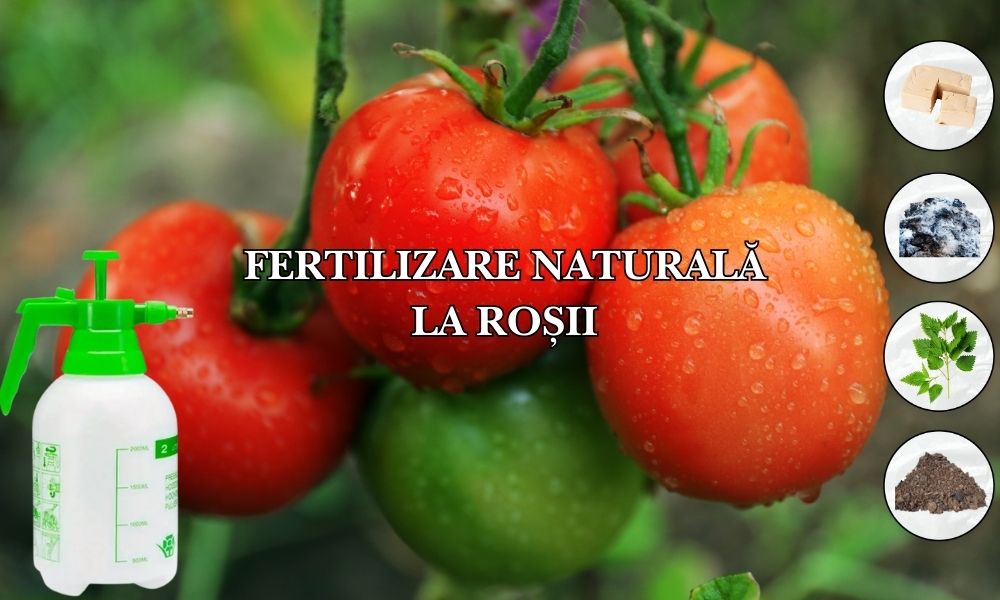 Fertilizare naturală la roșii: Drojdie, cenușă, găinaț, urzici – Ghid complet pentru o recoltă bio